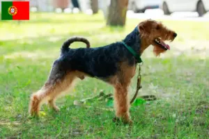 Lees meer over het artikel Welsh Terrier fokkers en puppies in Portugal