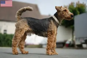 Lees meer over het artikel Welsh Terrier fokkers en puppy’s in de VS