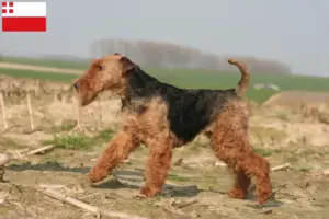Lees meer over het artikel Welsh Terrier fokkers en pups in Utrecht