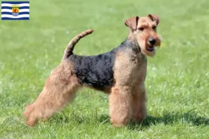 Lees meer over het artikel Welsh Terrier fokkers en pups in Zeeland