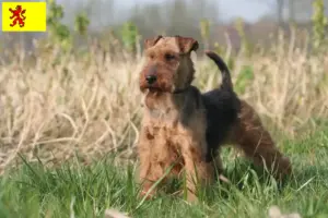 Lees meer over het artikel Welsh Terrier fokkers en pups in Zuid-Holland