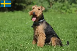 Lees meer over het artikel Welsh Terrier fokkers en pups in Zweden