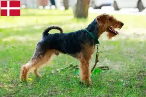 Lees meer over het artikel Welsh Terrier fokkers en pups in Denemarken