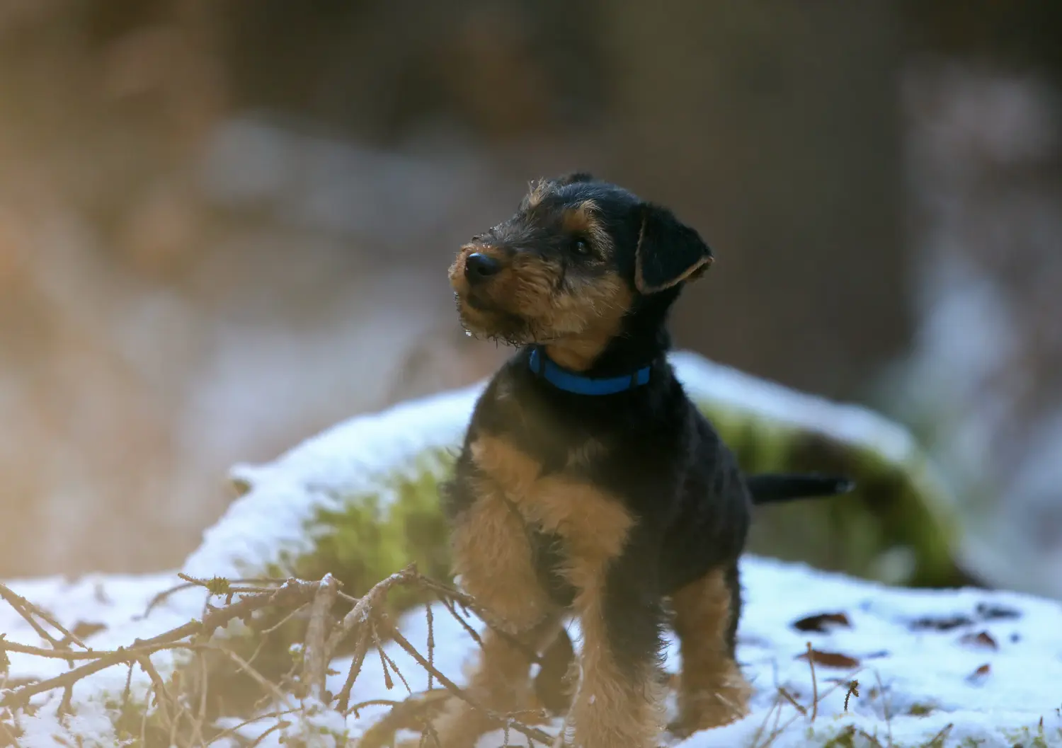 Een Welsh Terrier puppy kopen betekent verantwoordelijkheid nemen! Welsh Terrier puppy kopen.
