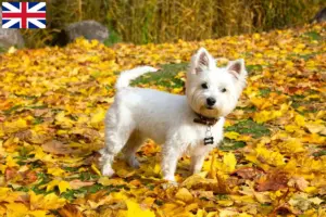 Lees meer over het artikel Westie fokkers en puppies in Groot-Brittannië