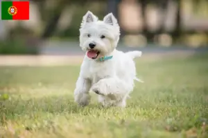 Lees meer over het artikel Westie fokkers en pups in Portugal