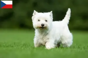 Lees meer over het artikel Westie fokkers en puppies in Tsjechië