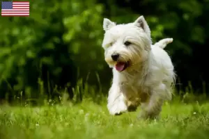 Lees meer over het artikel Westie fokkers en puppy’s in de VS