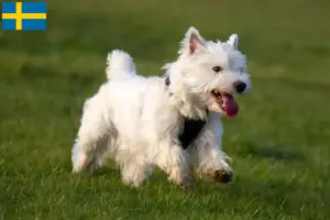 Lees meer over het artikel Westie fokkers en pups in Zweden