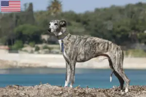 Lees meer over het artikel Whippet fokkers en puppy’s in de VS