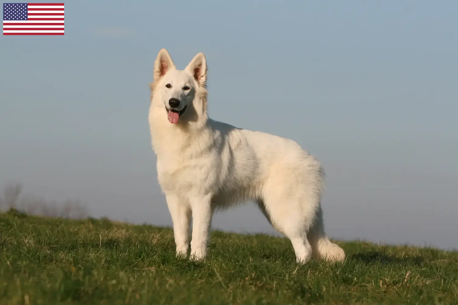 Lees meer over het artikel Witte Zwitserse Herder fokkers en pups in de VS