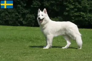 Lees meer over het artikel Witte Zwitserse Herder fokkers en pups in Zweden