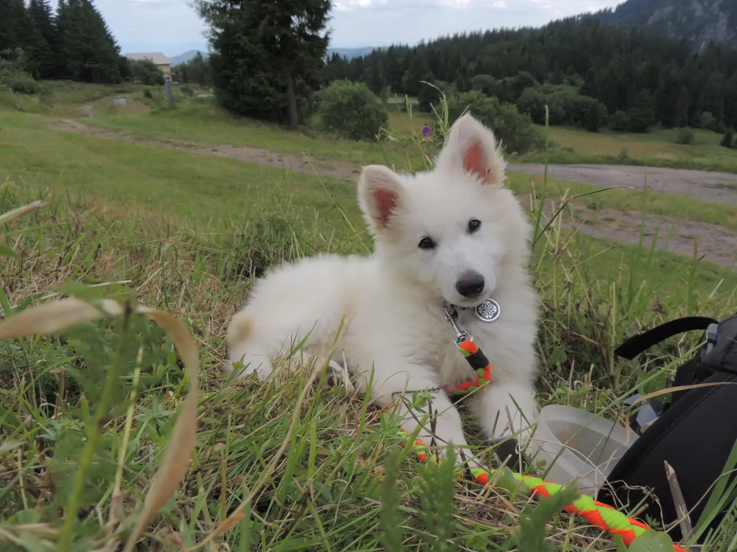 Een Witte Zwitserse Herder puppy kopen betekent verantwoordelijkheid nemen! Witte Zwitserse herder puppy's kopen.