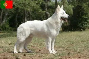 Lees meer over het artikel Witte Zwitserse Herdershond Fokker en Puppies in Portugal