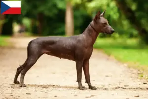 Lees meer over het artikel Xolo fokkers en puppy’s in Tsjechië