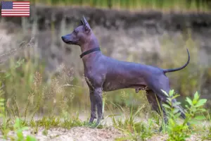 Lees meer over het artikel Xolo fokkers en puppy’s in de VS