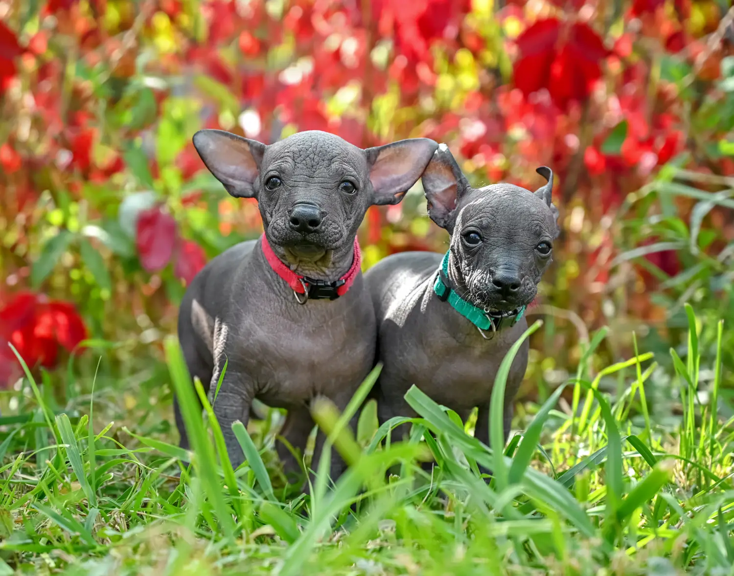 Een Xolo puppy kopen betekent verantwoordelijkheid nemen! Xolo puppy's kopen.