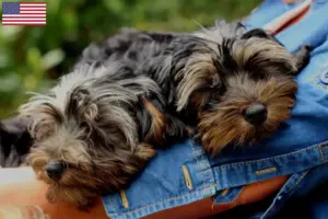 Lees meer over het artikel Yorkipoo fokkers en pups in de VS