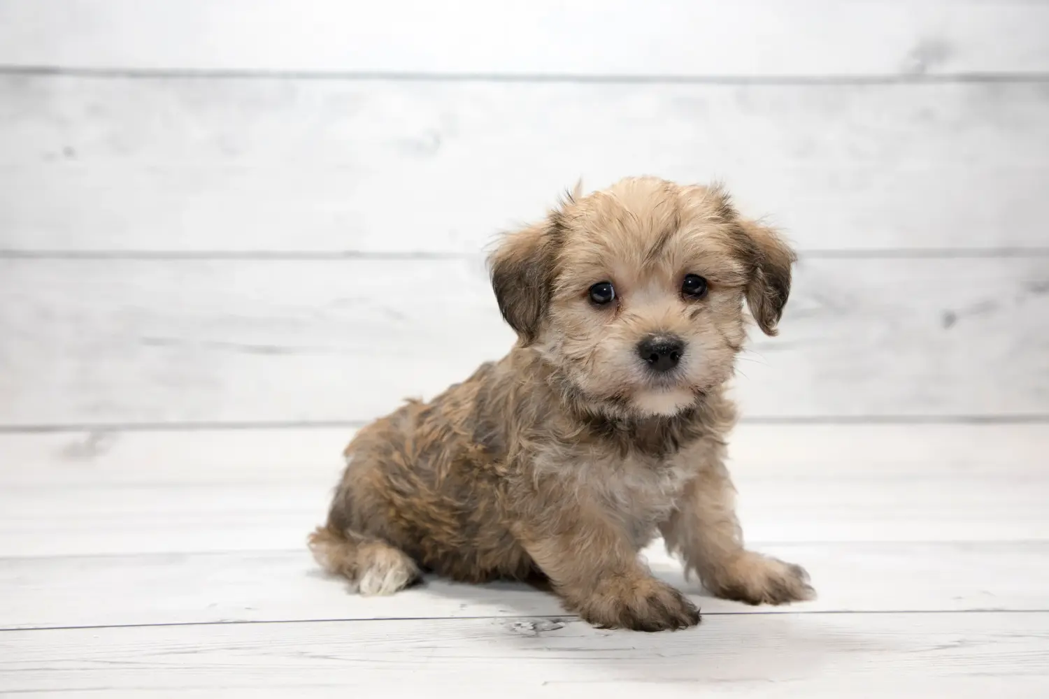 Een Yorkipoo puppy kopen betekent verantwoordelijkheid nemen! Yorkipoo puppy kopen.