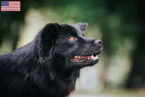 Lees meer over het artikel Zweedse Lapfund fokkers en puppy’s in de VS