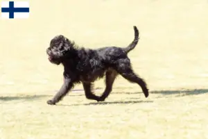 Lees meer over het artikel Affenpinscher fokkers en pups in Finland