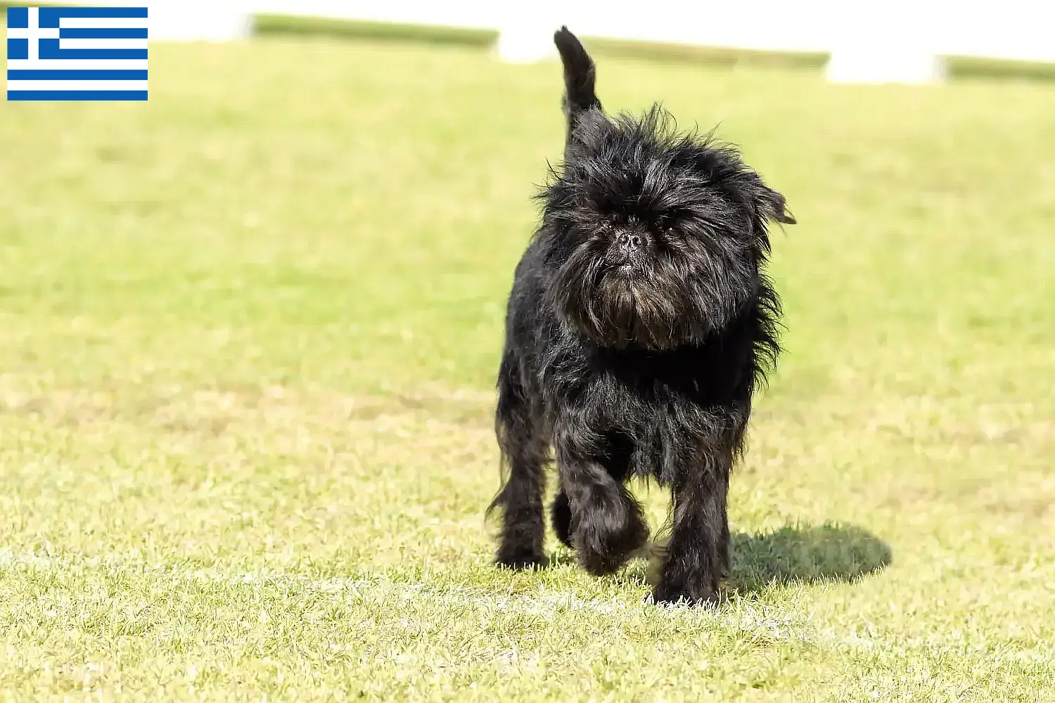 Lees meer over het artikel Affenpinscher fokkers en pups in Griekenland
