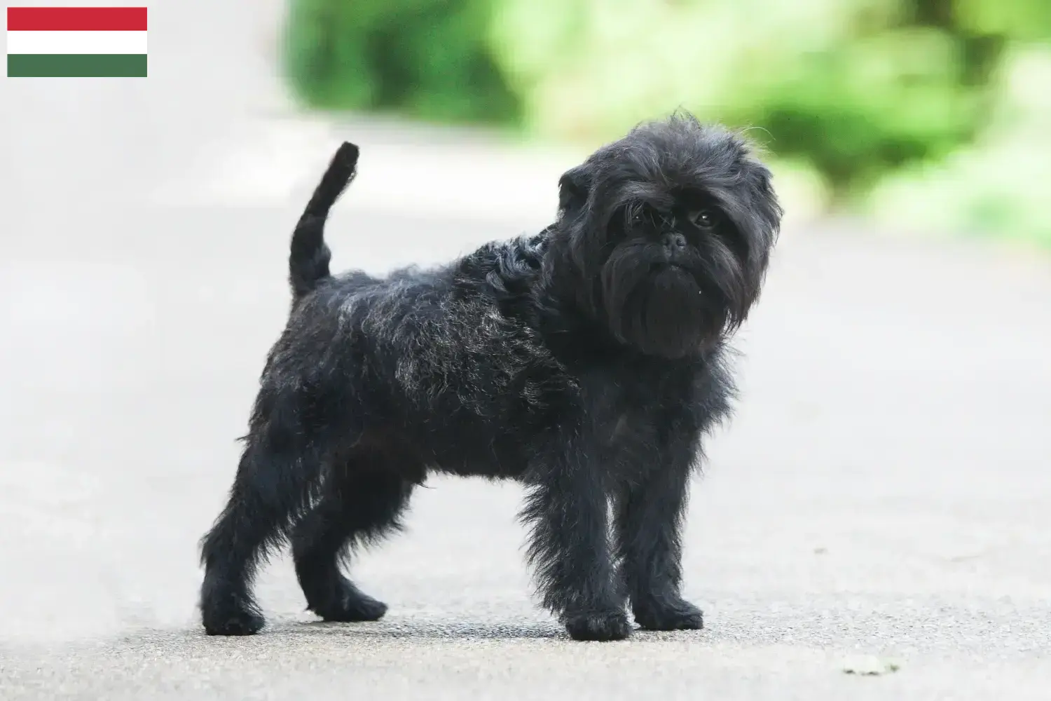 Lees meer over het artikel Affenpinscher fokkers en pups in Hongarije
