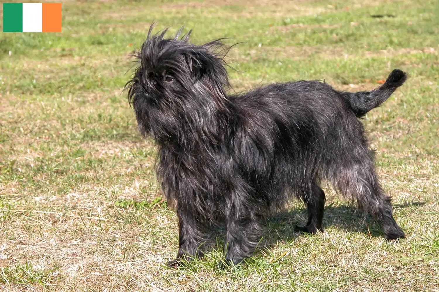 Lees meer over het artikel Affenpinscher fokkers en pups in Ierland