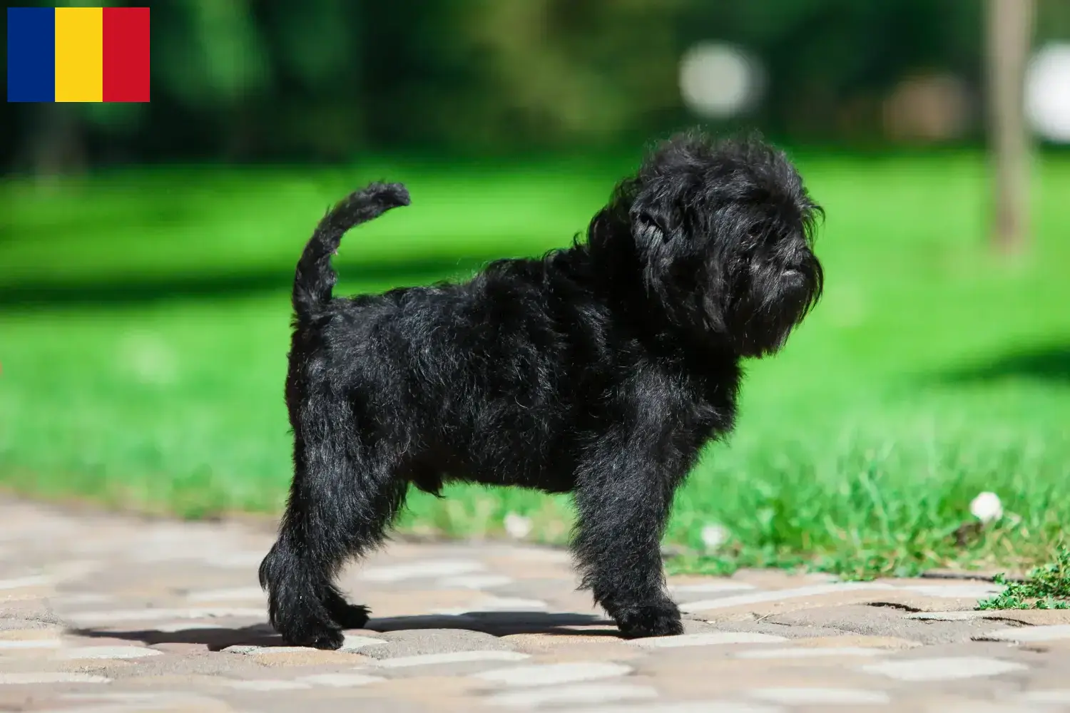 Lees meer over het artikel Affenpinscher fokkers en pups in Roemenië