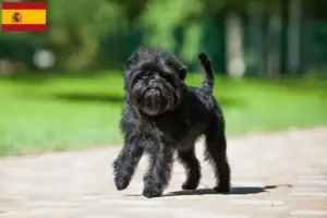Lees meer over het artikel Affenpinscher fokkers en pups in Spanje