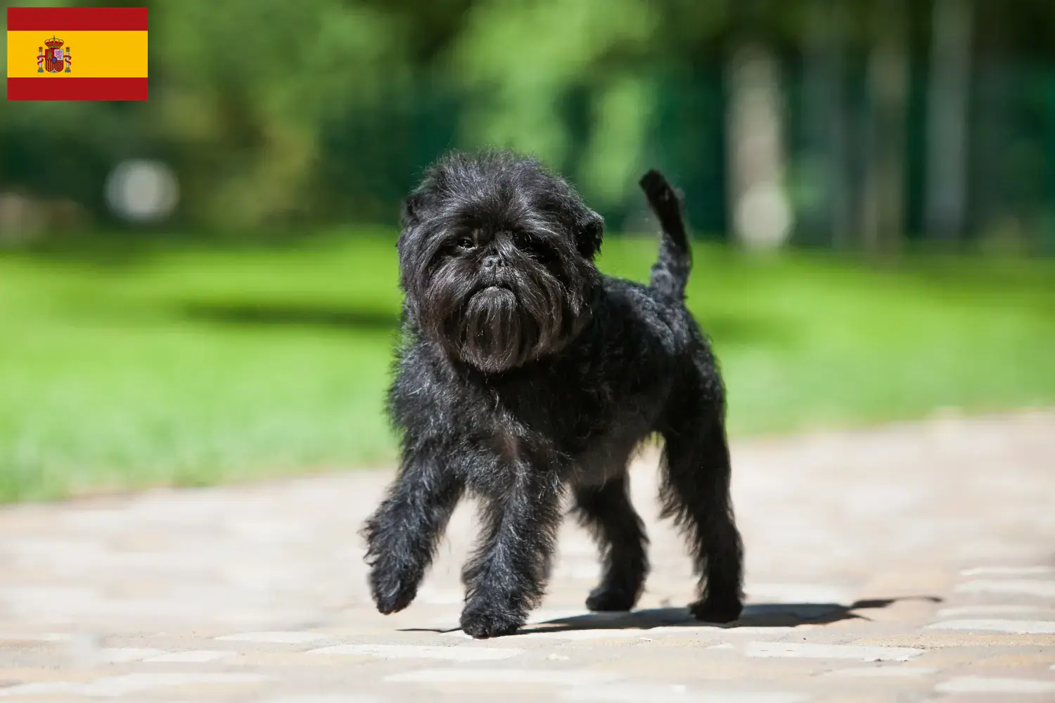 Lees meer over het artikel Affenpinscher fokkers en pups in Spanje