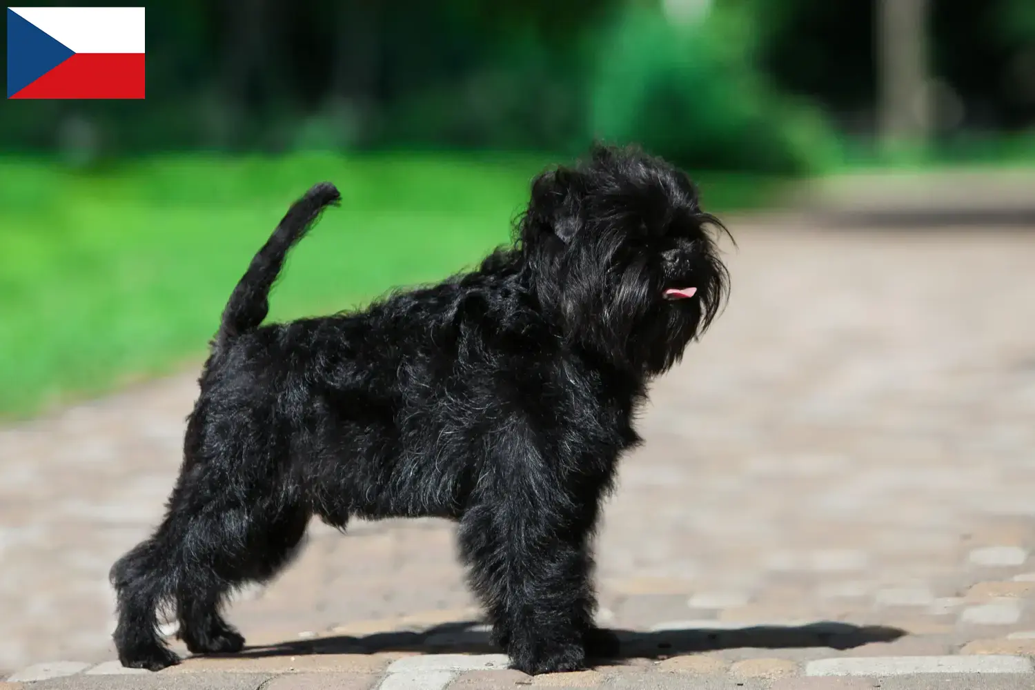 Lees meer over het artikel Affenpinscher fokkers en pups in Tsjechië