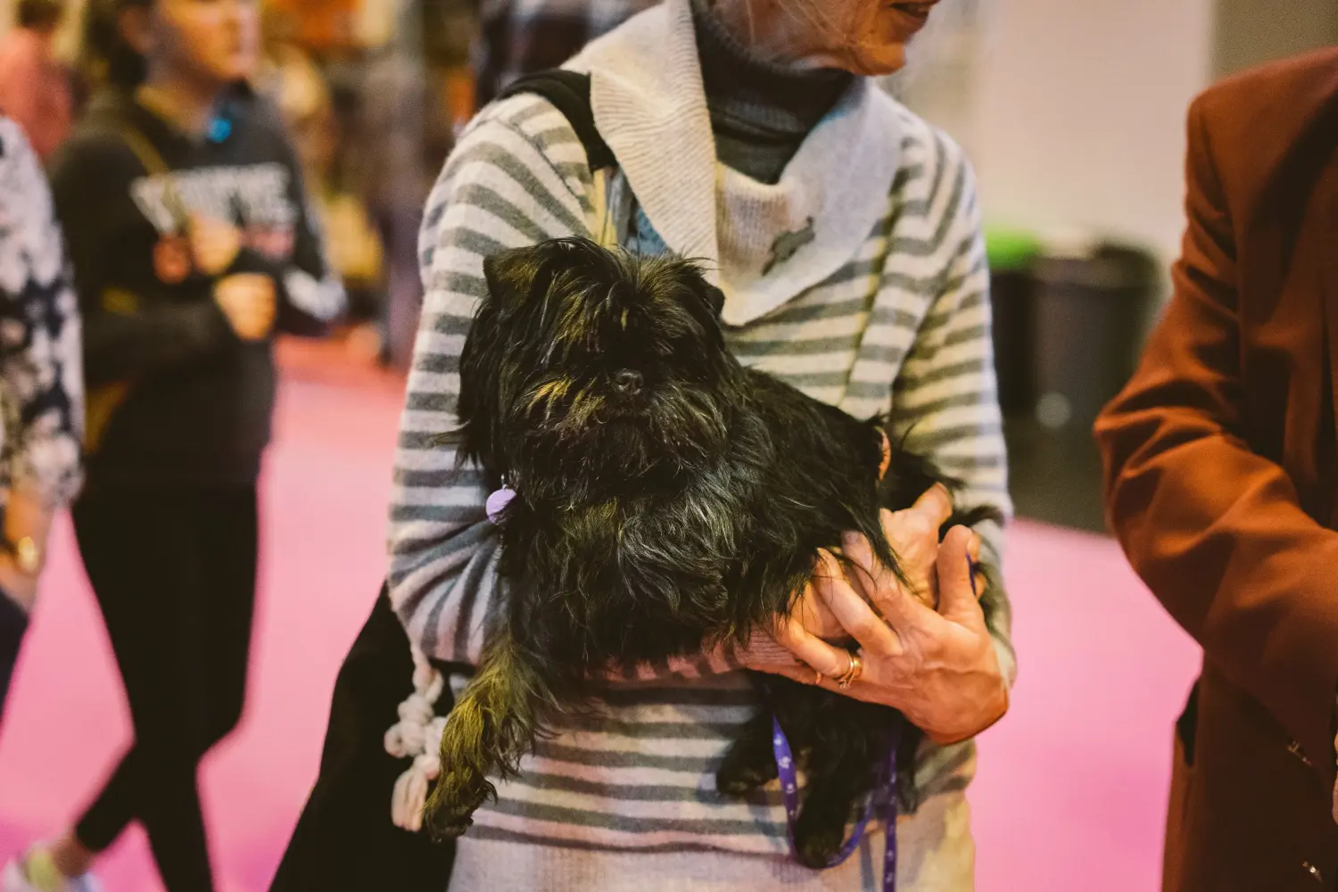Affenpinscher - Mijn liefde voor dit hondenras. Waarom ik van Affenpinscher hou