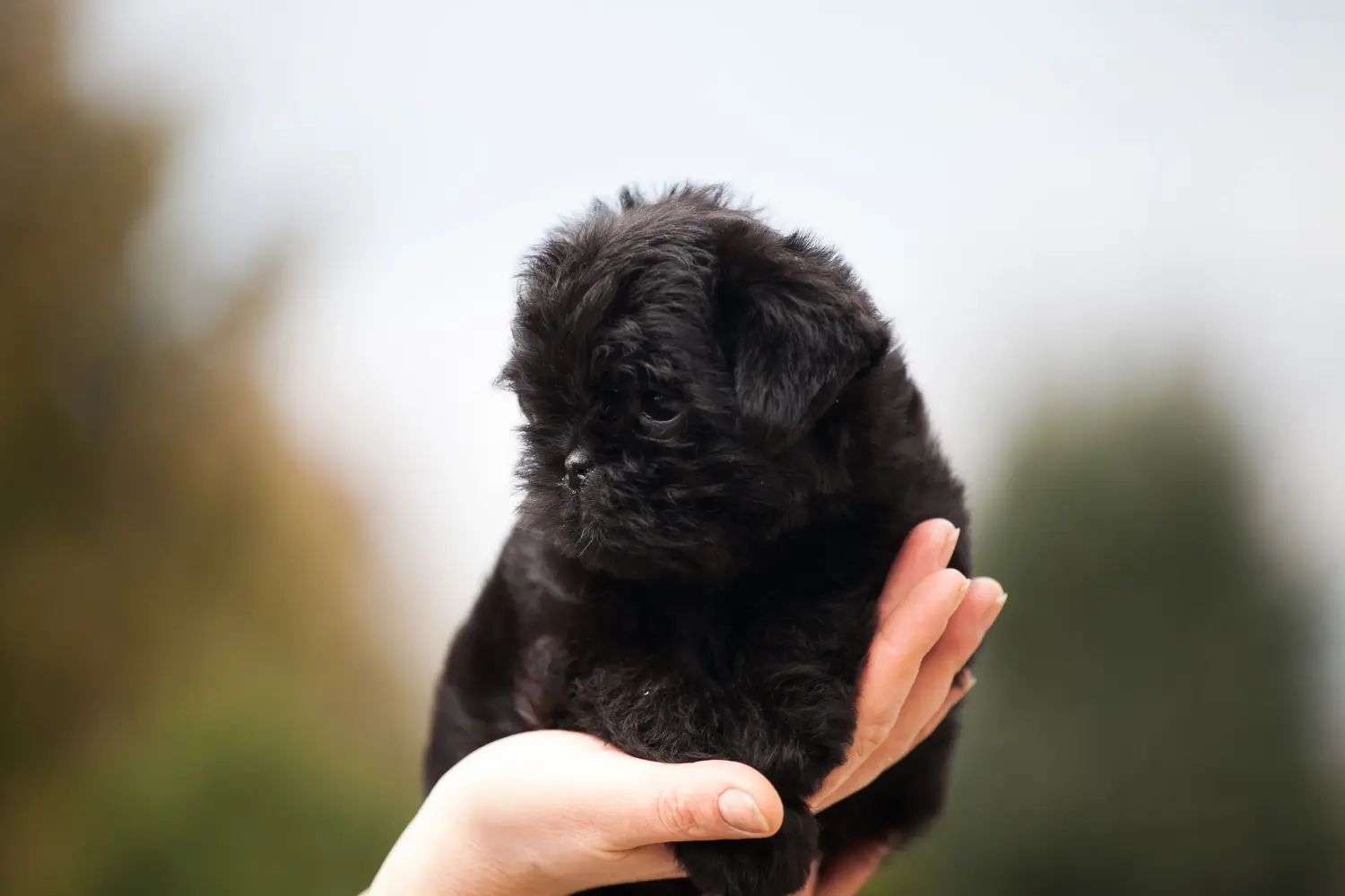 Een Affenpinscher puppy kopen betekent verantwoordelijkheid nemen! Affenpinscher puppy kopen.