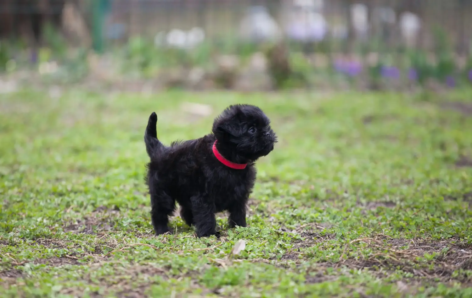 Een Affenpinscher puppy kopen betekent verantwoordelijkheid nemen! Affenpinscher puppy kopen.