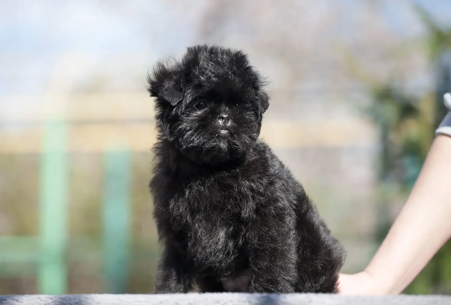 Een Affenpinscher puppy kopen betekent verantwoordelijkheid nemen! Affenpinscher puppy kopen.