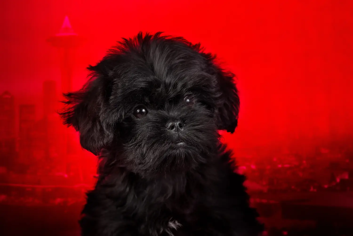 Een Affenpinscher puppy kopen betekent verantwoordelijkheid nemen! Affenpinscher puppy kopen.
