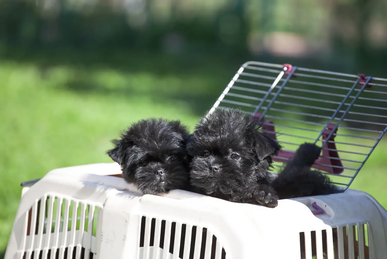 Een Affenpinscher puppy kopen betekent verantwoordelijkheid nemen! Affenpinscher puppy kopen.