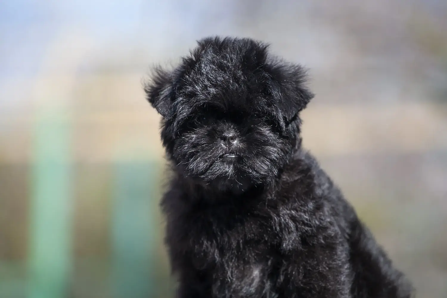 Een Affenpinscher puppy kopen betekent verantwoordelijkheid nemen! Affenpinscher puppy kopen.