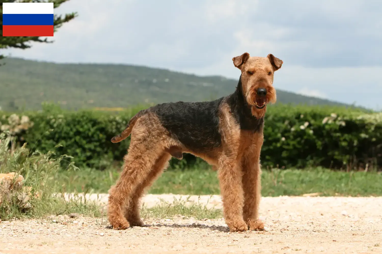 Lees meer over het artikel Airedale Terrier fokkers en puppies in Rusland