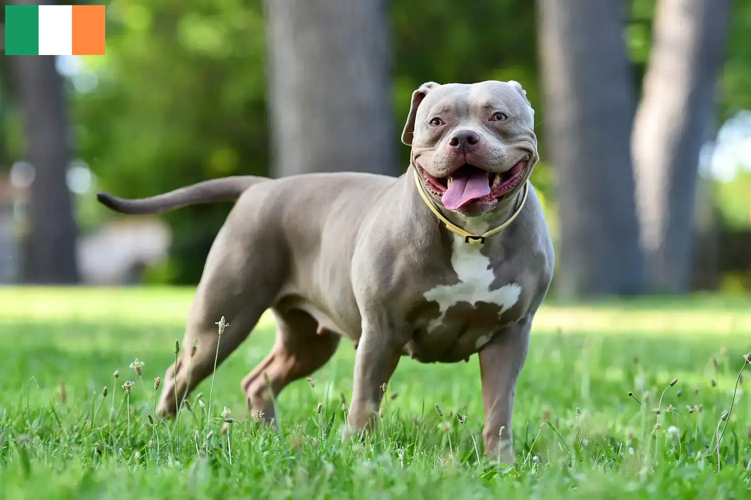 Amerikaanse Bulldog puppies en fokkers Ierland Zoek naar Amerikaanse Bulldoggen fokkers in Ierland.