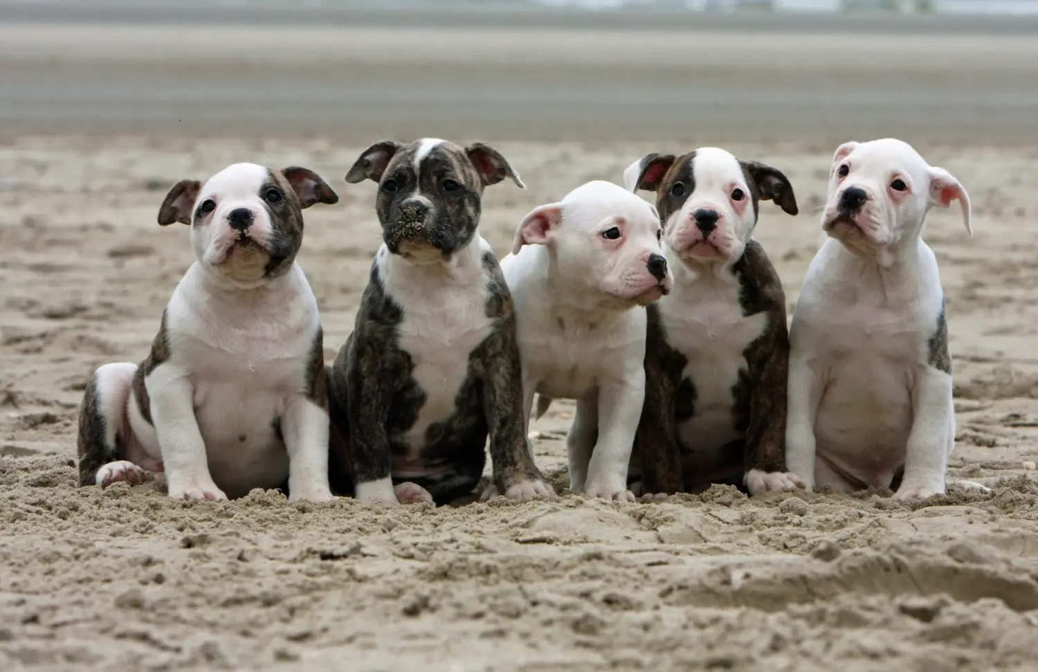 Een American Bulldog puppy kopen betekent verantwoordelijkheid nemen! Amerikaanse Bulldog puppy kopen.