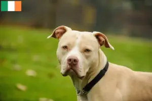 Lees meer over het artikel American Pit Bull Terrier fokkers en pups in Ierland