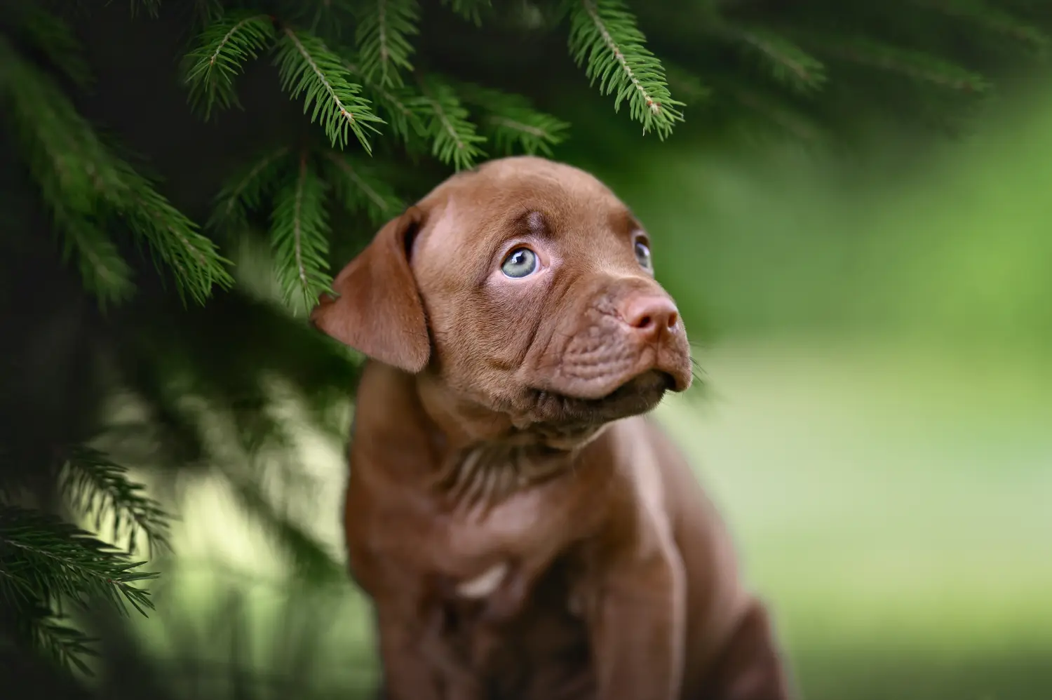 Een American Pit Bull Terrier puppy kopen betekent verantwoordelijkheid nemen! Amerikaanse Pit Bull Terrier puppy kopen.