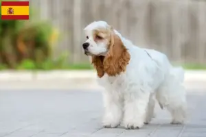 Lees meer over het artikel Amerikaanse Cocker Spaniël fokkers en pups in Spanje