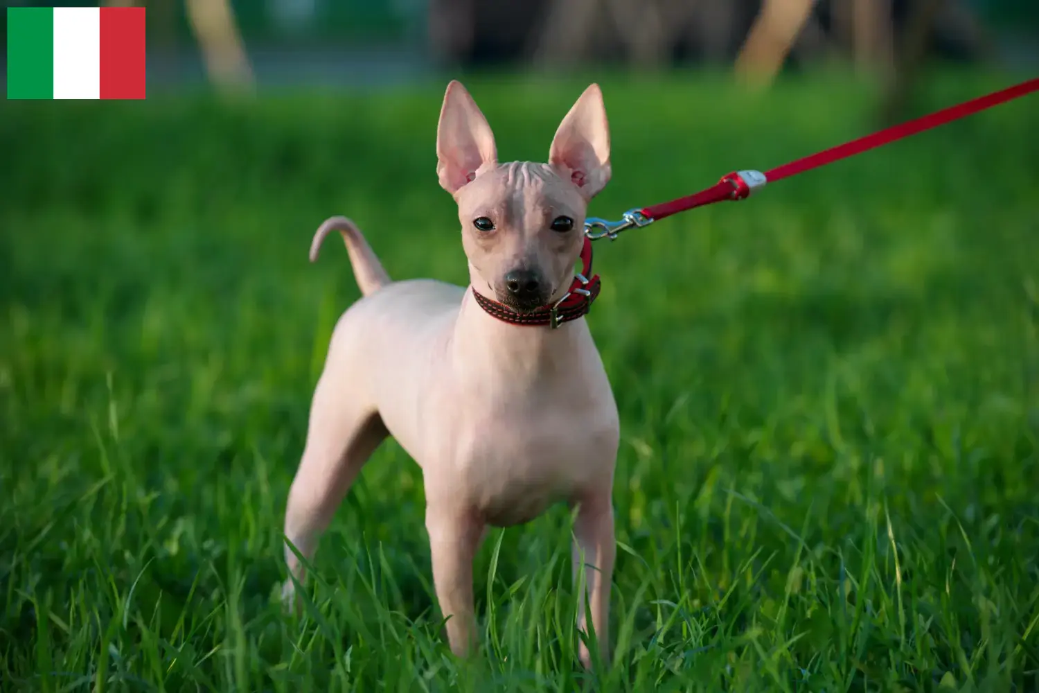 Amerikaanse Haarloze Terrier puppy's en fokkers Italië Vind hier Amerikaanse Hairless Terriër fokkers in Italië.