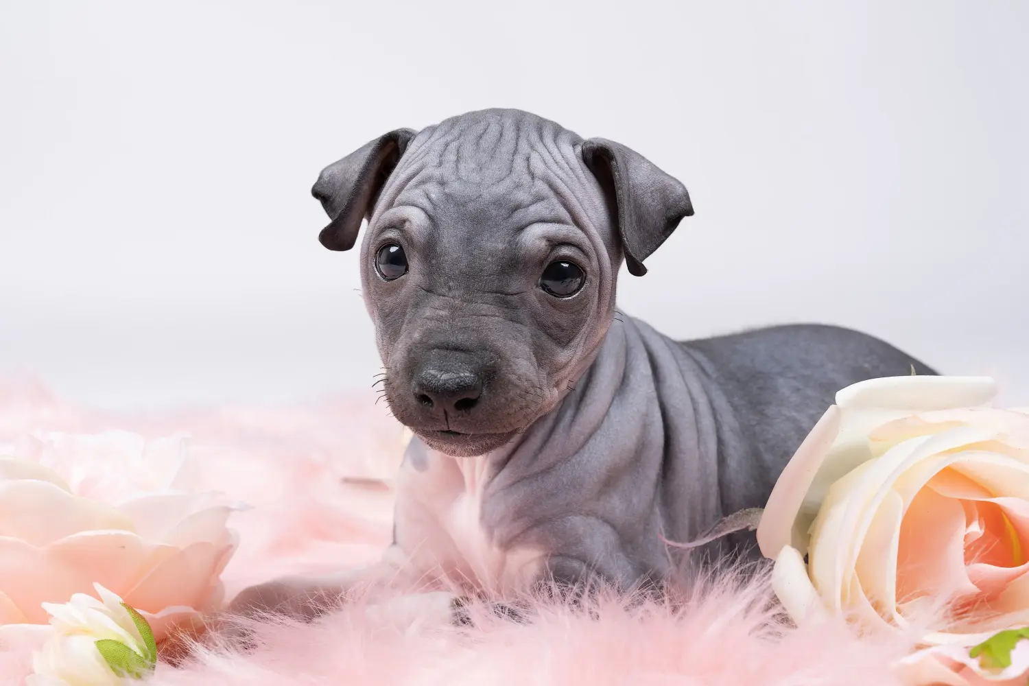 Een American Hairless Terrier puppy kopen betekent verantwoordelijkheid nemen! Amerikaanse Hairless Terrier puppy's kopen.