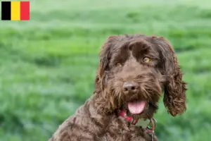 Lees meer over het artikel Australische Labradoodle fokkers en puppies in België