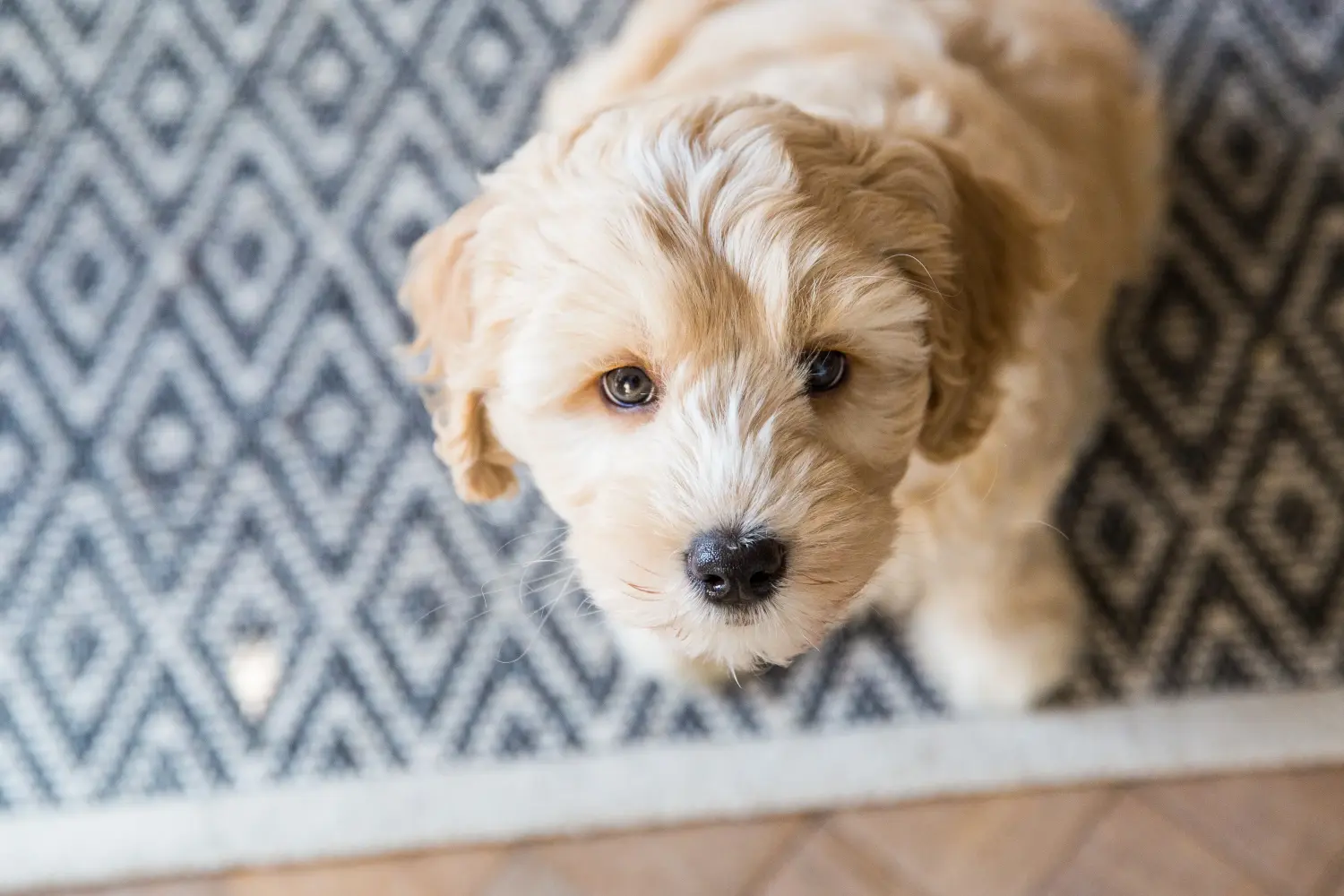 Een Australian Labradoodle puppy kopen betekent verantwoordelijkheid nemen! Australische Labradoodle puppy kopen.