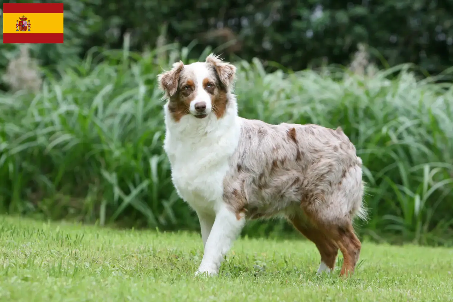Australian Shepherd puppy's en fokkers Spanje Vind hier Australian Shepherds fokkers in Spanje.